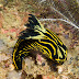 Roboastra luteolineata - Photo (c) 104623964081378888743, some rights reserved (CC BY-NC-SA)