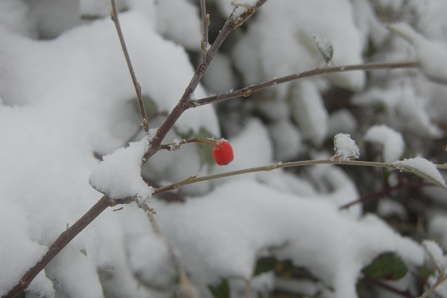 [DSC_2163%255B3%255D.jpg]
