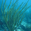  Scuba Dive Buck Island Reef