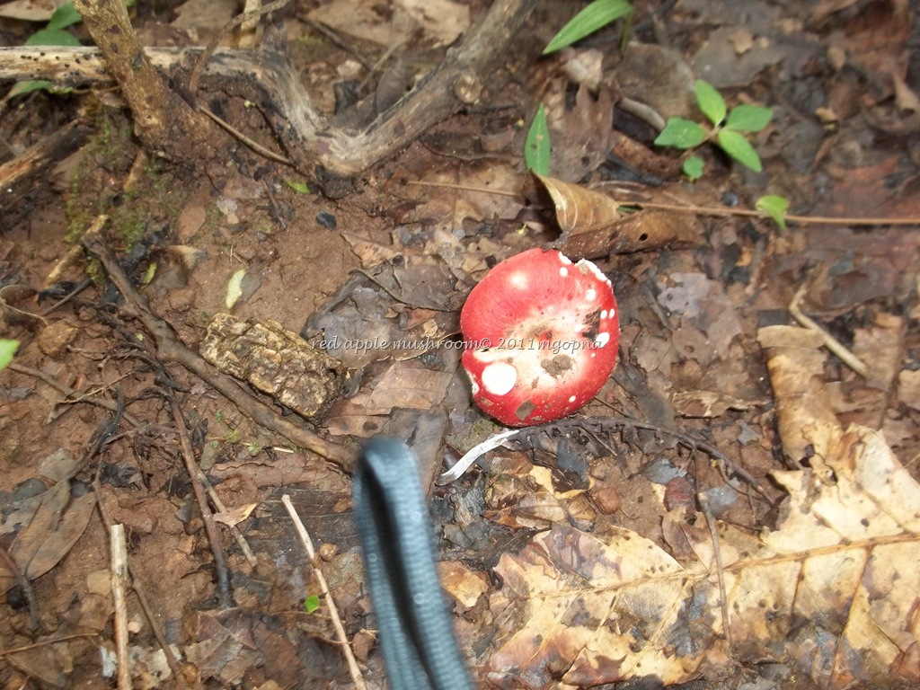 [21-9-mushroom-27.jpg]