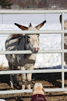 Well, our stable is very solid as it has thick walls made of stone and by the hair on our chinny chin chins, we donkeys felt quite safe and sound in our stall even when Hurricane Sandy was at her fiercest.
