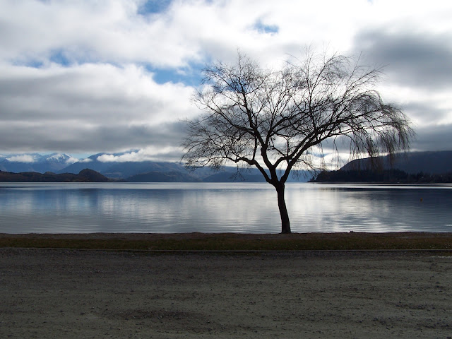 Árbol en el lago Wanaka, Nueva Zelanda