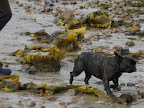 Sharkey, can you believe how much seaweed has washed up on the beach? Martha says it's called kelp.