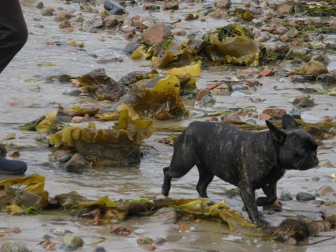 Sharkey, can you believe how much seaweed has washed up on the beach? Martha says it's called kelp.