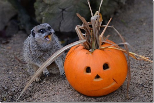 funny-animals-cute-21