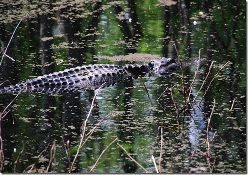 DSC_3356 DSC_3356
