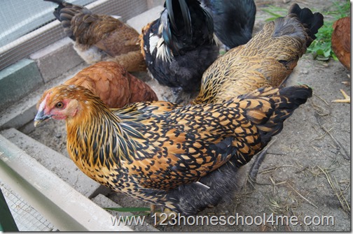 Backyard Chickens: Golden Laced Wyndote Backyard Chickens: Golden Laced Wyndote