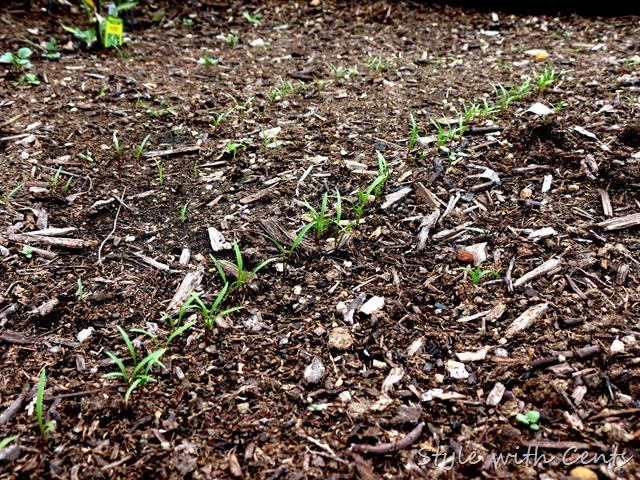 square foot gardening how to garden in a raised garden bed7