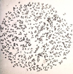 Ophioglossum reticulatum chromosome 