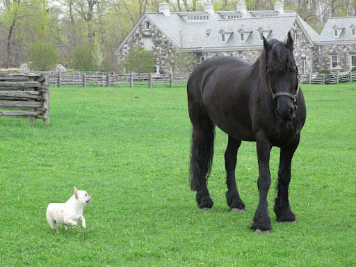 What, Sharkey?  Did I just hear something about a carrot?  Why didn't you say that in the first place?