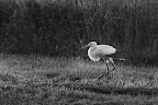 Jungstorch bei Kolkes in Osterholz