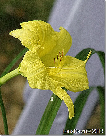 Lily_GoingBanana_Hemerocallis Lily_GoingBanana_Hemerocallis