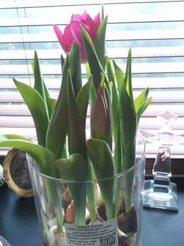 [2012-03-20%252010.26.33%255B5%255D.jpg]