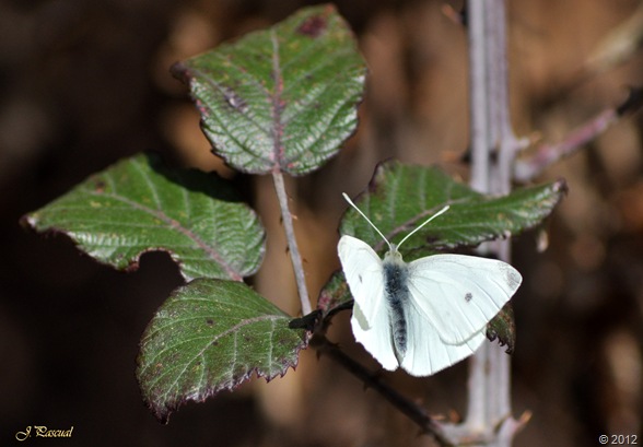 DSC_0361 DSC_0361