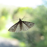 Plumed moth - its beautiful feather-like wings are made of a number of individual plumes, rather than the solid wings of the other moths.
