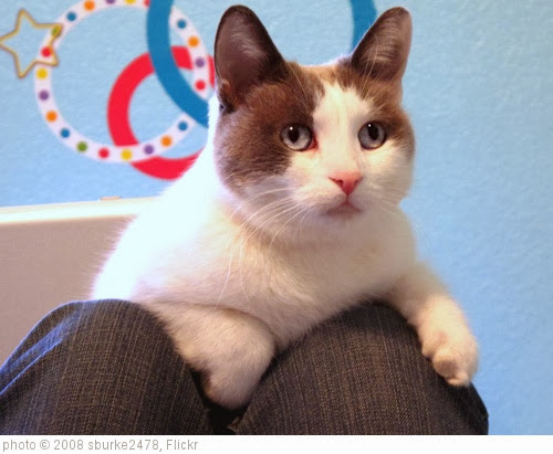 'Cat on Olympic Mountain' photo (c) 2008, sburke2478 - license: http://creativecommons.org/licenses/by/2.0/