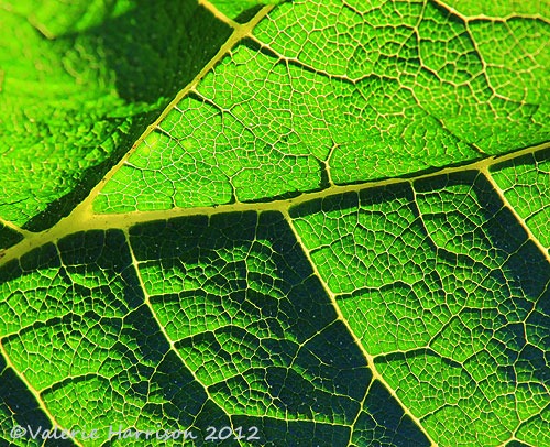 [28-gunnera%255B2%255D.jpg]