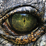 20 Amazing National Geographic Wallpapers