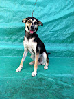 Yako. Macho 10 meses. Muy cariñoso, juguetón y me gusta hacer amigos