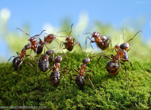 formigas inacreditaveis incriveis desbaratinando  (51)