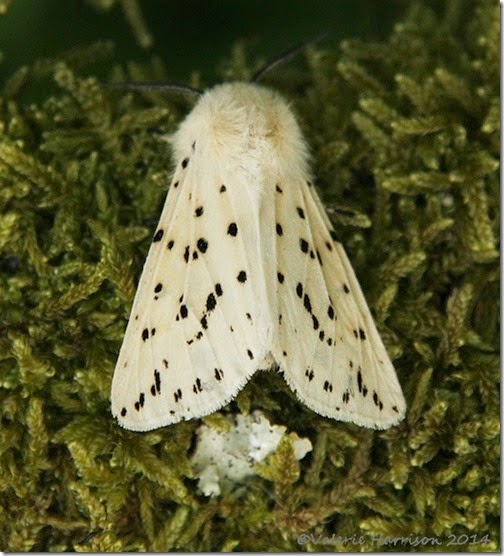 White-Ermine-3 White-Ermine-3