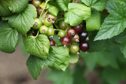 This currant is similar to the red and white varieties, but is much more fragrant with a pleasant sweetness.  Black currants are used to make that delicious liqueur called, crème de cassis.