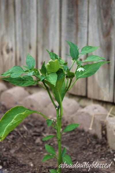 JalapenoAB JalapenoAB