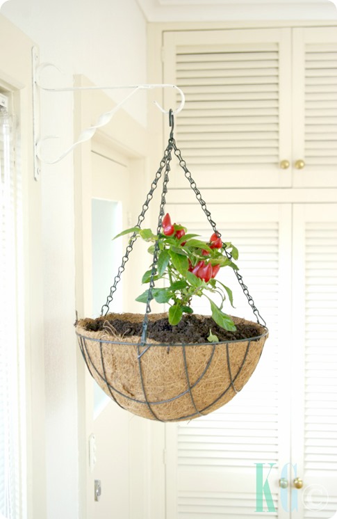 hanging kitchen planters salsa chilli