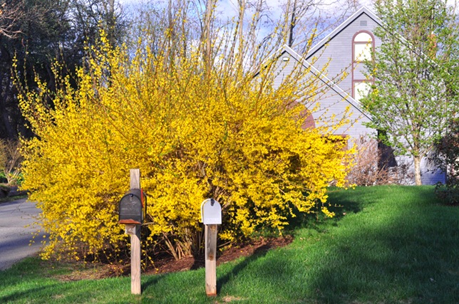 forsythia2