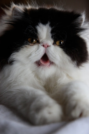 And I have a charming pink tongue.