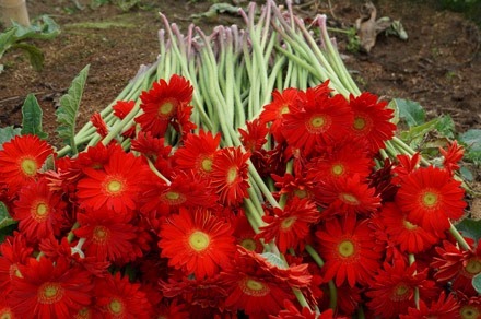 [flores04%255B3%255D.jpg]