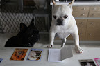 Hold on, Franny!  Let me look through the table of contents in the instruction booklet.  French Bulldog just has to be in here somewhere...