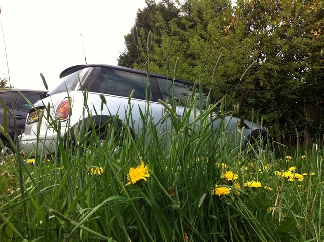 weidebloemen weidebloemen