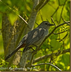 Gray Catbird_D074959 Bombay Hook  May 09, 2011 NIKON D7000