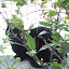 Kreta (Griechenland) - April 2011