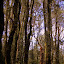 In The Canopy of the Mrytle Trees - Burnie, Australia