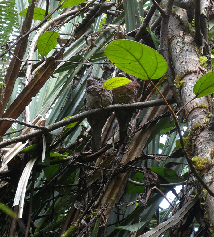 [Ceylon%2520Frogmouth%2520ad%255B5%255D.jpg]