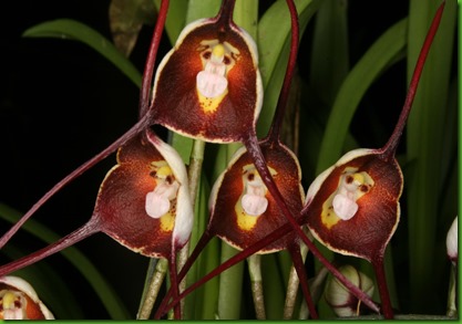 DRACULA BENEDICTII DRACULA BENEDICTII