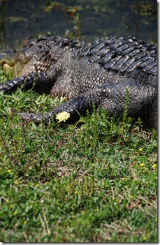 DSC_3338 DSC_3338