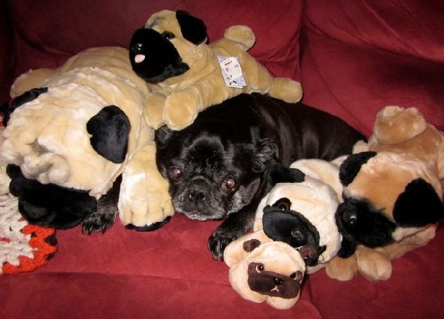 [Pug%2520Pile_Resized.%255B2%255D.jpg]