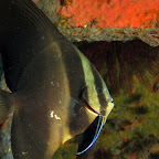 Batfish with cleanerfish (Dauin, Negros)