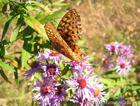 Aster and Butterfly Aster and Butterfly