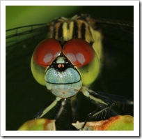 Dragonfly Macro