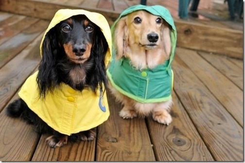 hurricane-sandy-dogs-15