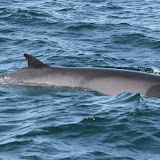 Minke whale