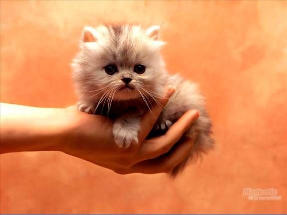 Image Dimension: 512x385 :: I am love these Cats I am love these Cats