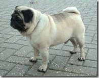 carlino carlino