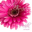 Hot Pink Gerbera - JPGS 2 Folded Invitation