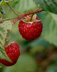 Now all we have to do is dream of fragrant, sweet red raspberries.