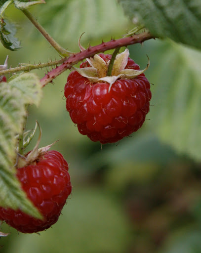 Now all we have to do is dream of fragrant, sweet red raspberries.